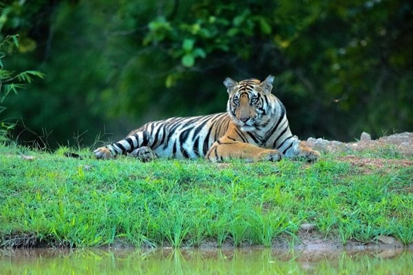 tiger in ranthambore